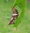"Carte géographique" (Araschnia levana),  chrysalide in situ, photo 2.