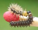 "Carte géographique" (Araschnia levana), chenilles , duo comparatif entre  3e et 4e stade, photo 2.
