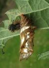 "Carte géographique" (Araschnia levana),  chrysalide in situ, détail, photo 1.