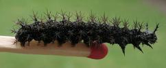 "Carte géographique" (Araschnia levana), chenille au 5e et dernier stade, photo 1.