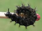 "Carte géographique" (Araschnia levana), chenille au 5e et dernier stade, photo 2
