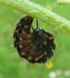 "Carte géographique" (Araschnia levana), chenille en pré-nymphose, photo 2.