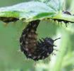 "Carte géographique" (Araschnia levana), chenille en pré-nymphose, photo 3