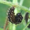 "Carte géographique" (Araschnia levana), chenille en pré-nymphose, photo 4