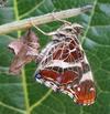 "Carte géographique" (Araschnia levana), éclosion du papillon, photo 2.