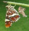 "Carte géographique" (Araschnia levana), éclosion du papillon, photo 1.