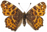 araschnia levana (collection)