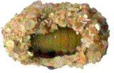  larve en pré-nymphose dans son cocon