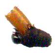larve de Criocère parasitée par un Diptère