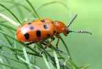 Crioceris duodecimpunctata (photo 4)