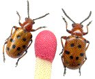 Crioceris duodecimpunctata