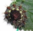 Vanessa atalanta: chenille forme "rouge"