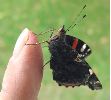 Vulcain (Vanessa atalanta)prêt à l'envol