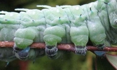 Atlas (Attacus atlas), chenille stade 5, détail des fausses pattes.