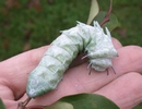 Atlas (Attacus atlas),  chenille stade 5, en main.