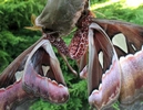 Atlas (Attacus atlas), accouplement,  détail des abdomens.