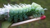 Atlas (Attacus atlas),  chenille  en mue, stade 4 à 5, photo 2