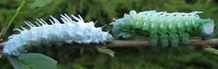 Atlas (Attacus atlas),  comparaison stades 4 et 5, photo 1