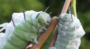 Atlas (Attacus atlas), comparaison stades 4 et 5, photo 2