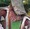 Atlas (Attacus atlas), accouplement, détail des abdomens, photo 2.
