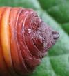 Atlas (Attacus atlas),  chrysalide, extr&eacute;mit&eacute; abdominale m&acirc;le.