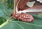 Atlas (Attacus atlas),  abdomen de la femelle.