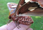 Atlas (Attacus atlas),  abdomen de la femelle.