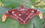 Atlas (Attacus atlas), mâle, photo 2