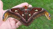 Atlas (Attacus atlas), mâle, en main.