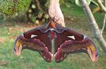 Atlas (Attacus atlas), mâle, photo 1