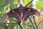 Atlas (Attacus atlas), mâle, photo 3