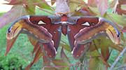 Atlas (Attacus atlas), mâle, photo 4