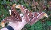 Atlas (Attacus atlas), couple en main.
