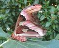 Atlas (Attacus atlas), femelle, vue latérale.