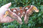 Atlas (Attacus atlas), femelle, photo 1