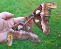Atlas (Attacus atlas), femelle, photo 3