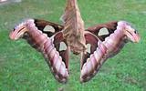 Atlas (Attacus atlas), femelle, vue ventrale