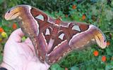 Atlas (Attacus atlas), mâle en main