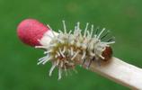 Atlas (Attacus atlas), chenille stade 2, photo 3