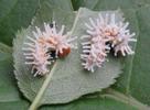 Atlas (Attacus atlas), duo de chenille stade 2,