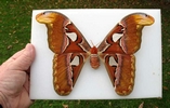 Atlas (Attacus atlas), femelle de collection.