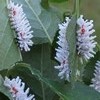Atlas (Attacus atlas), chenille stade 2, groupe, photo 2