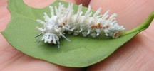 Atlas (Attacus atlas), chenille stade 3, photo 4
