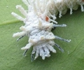 Atlas (Attacus atlas), chenille stade 3, détail de la tête.