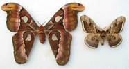 Atlas (Attacus atlas),  comparaison avec aturnia pyri