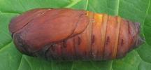 Atlas (Attacus atlas),  chrysalide  en vue lat&eacute;rale.