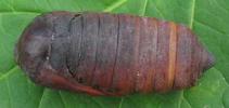 Atlas (Attacus atlas), chrysalide en vue dorsale.