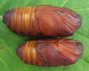 Atlas (Attacus atlas),  chrysalides (couple) photo 1