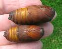 Atlas (Attacus atlas), chrysalides (couple) photo 2