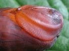 Atlas (Attacus atlas),  chrysalide, d&eacute;tail antenne m&acirc;le.
